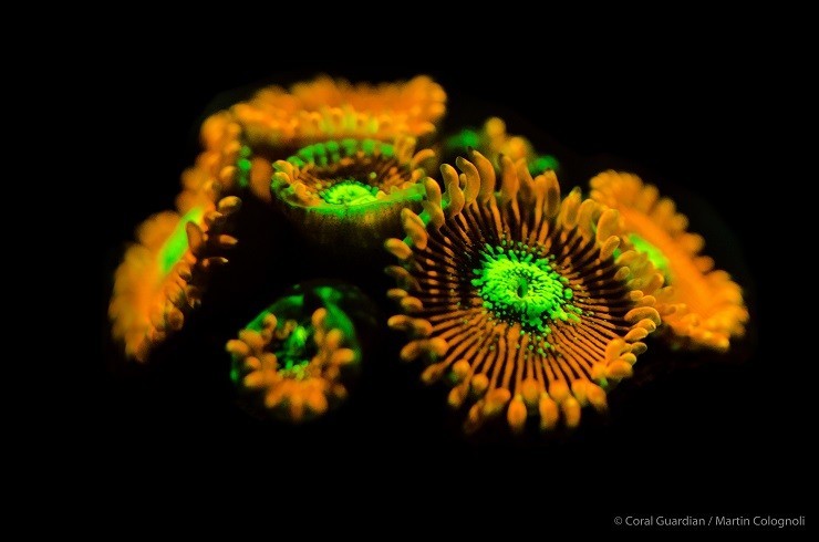La fluorescence des coraux