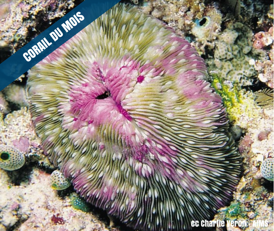 corail-mois-fungia-scutaria