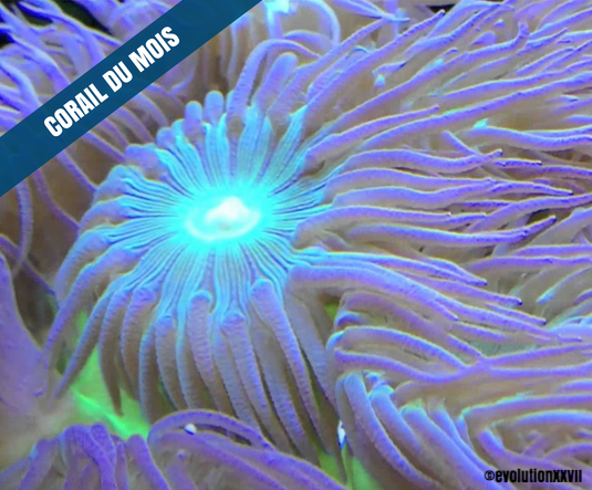 corail-mois-duncanopsammia-axifuga