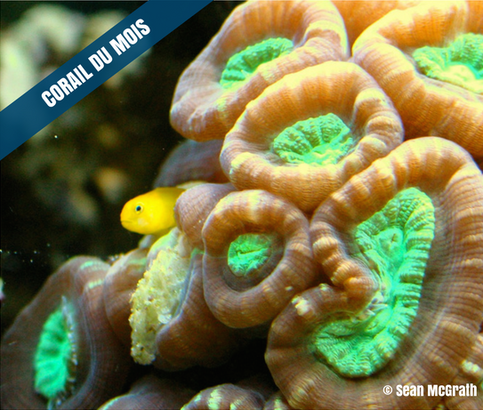 Corail du mois – Avril 2017 : Caulastrea furcata : le pro du troc, version sous-marine !