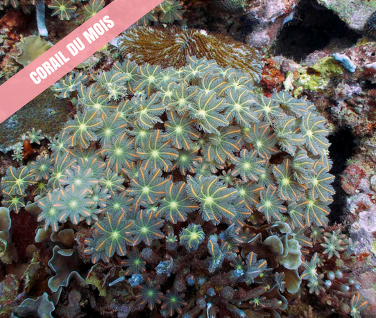 Corail du mois – Mai 2017 : Clavularia viridis : un vrai bouquet sous-marin !