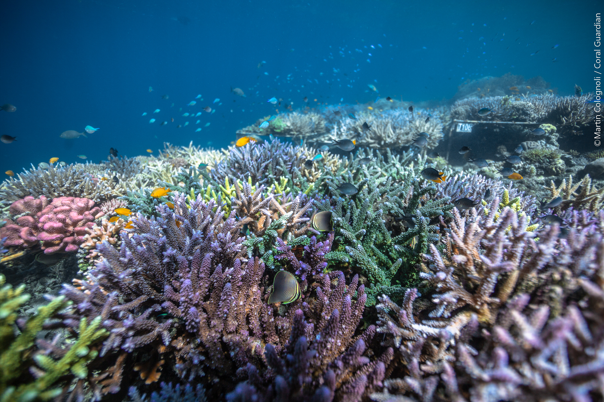 Reef - Coral Guardian