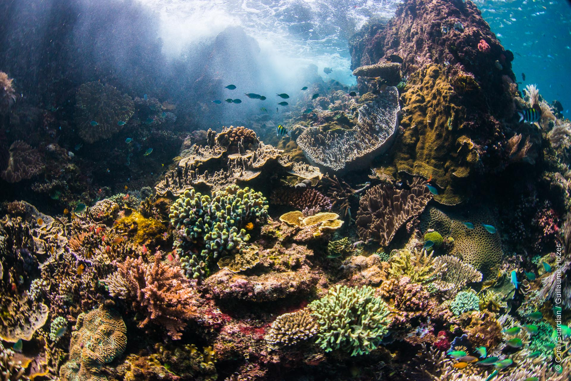 sauver les coraux