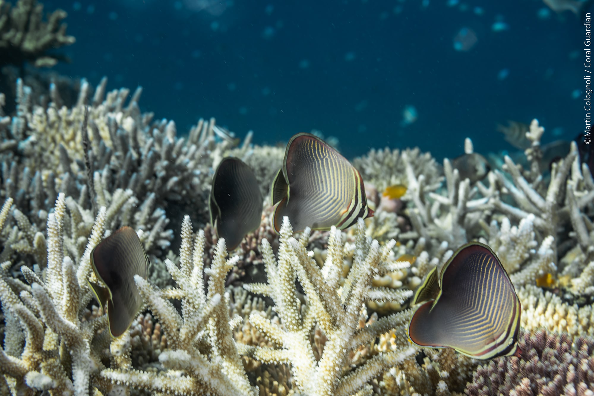 The Great Barrier Reef – Towards an ecological collapse?