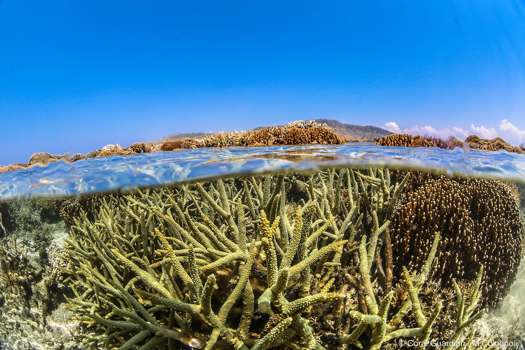 Protection des récifs coralliens : où en sommes-nous ?