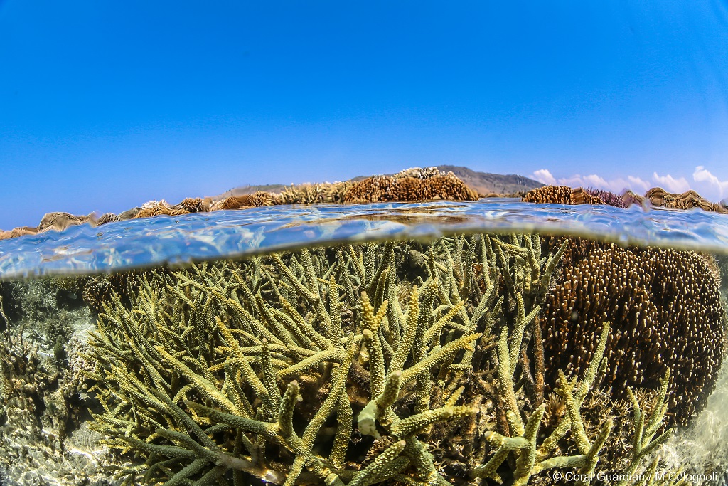 Coral Reef Protection: where do we stand?