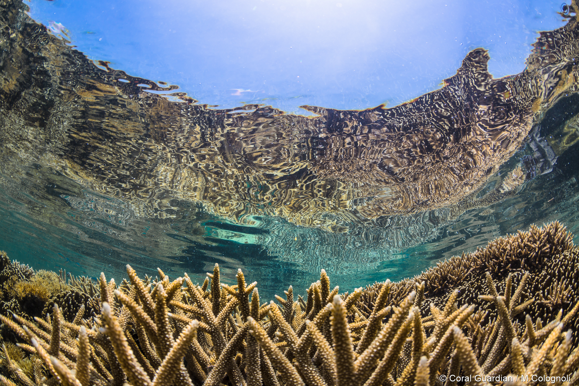 8 faits surprenants sur les coraux