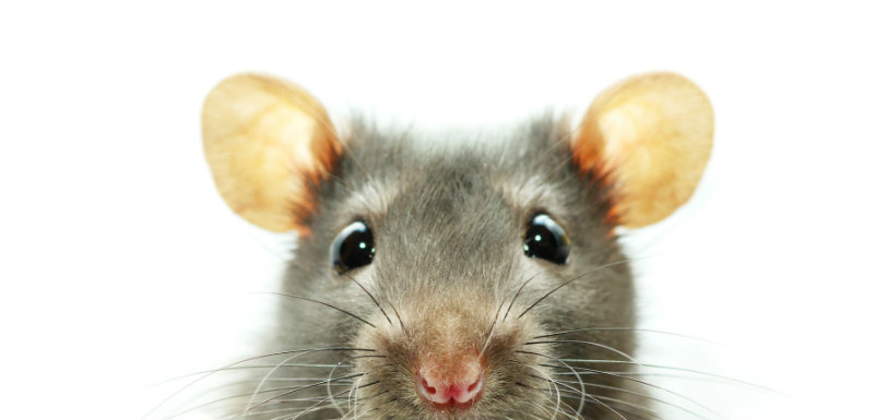 Comment les rats affectent la productivité au sein des récifs coralliens