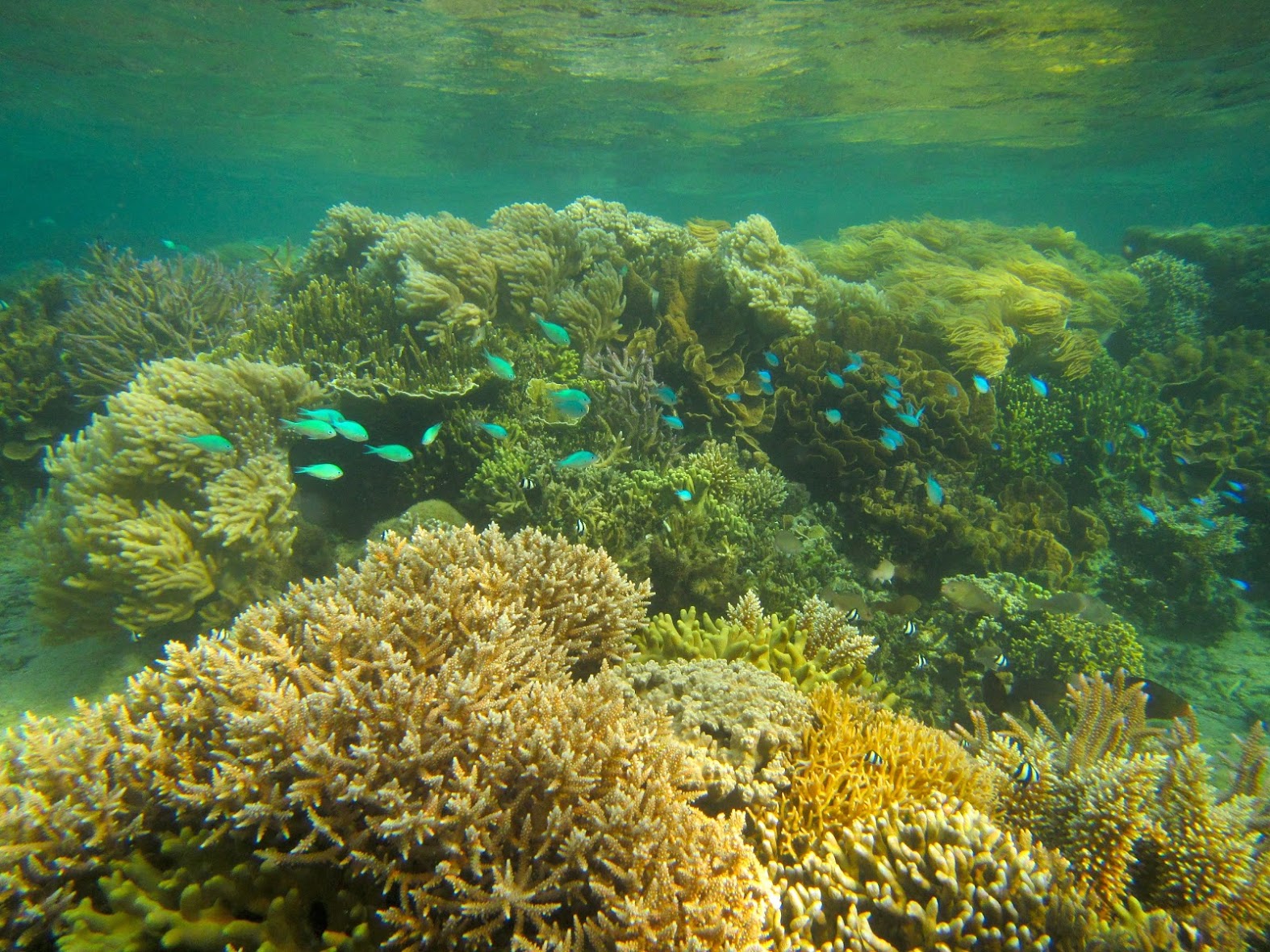 La biodiversité corallienne améliore la croissance et la santé des coraux