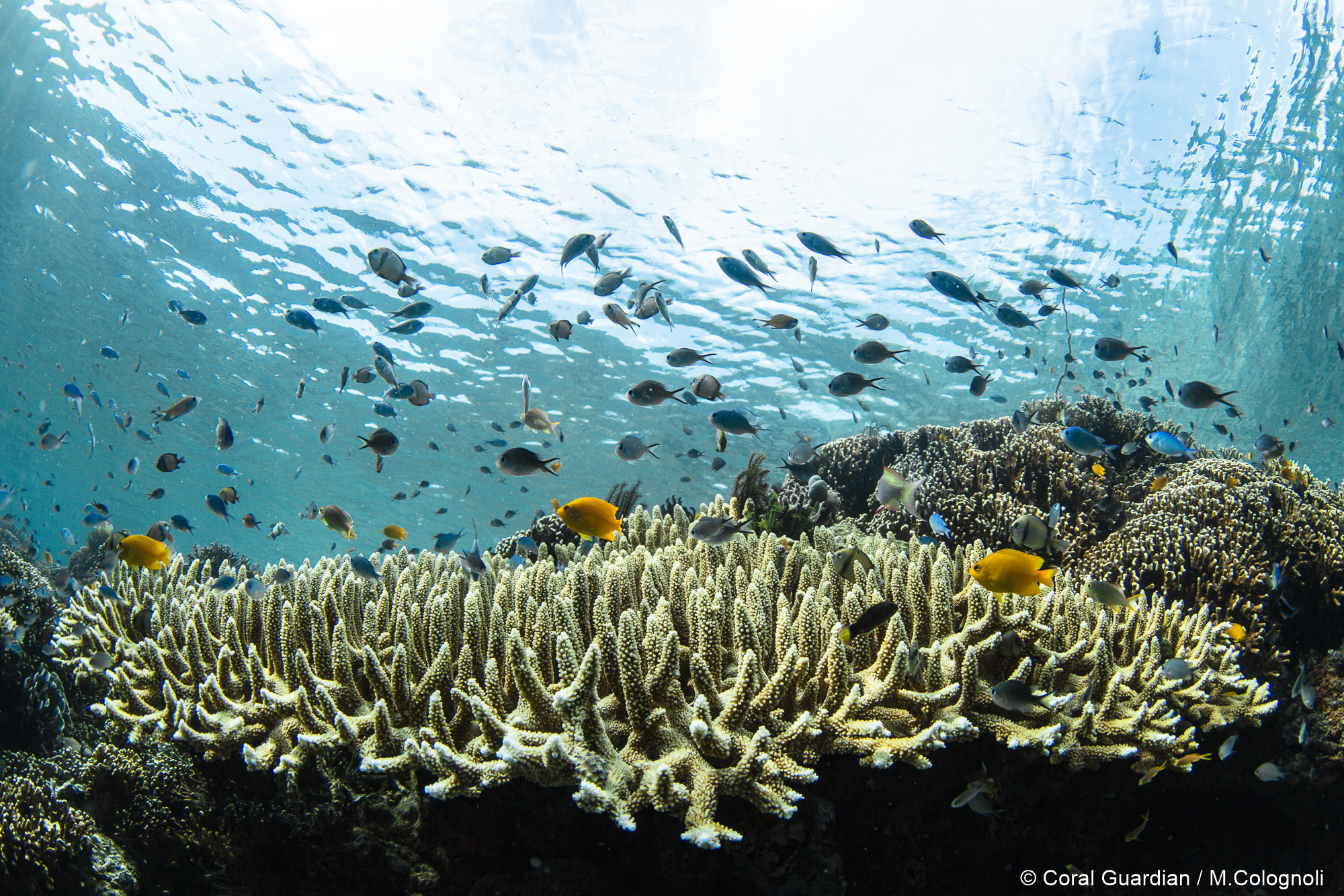La mémoire écologique des coraux : une adaptation au réchauffement climatique