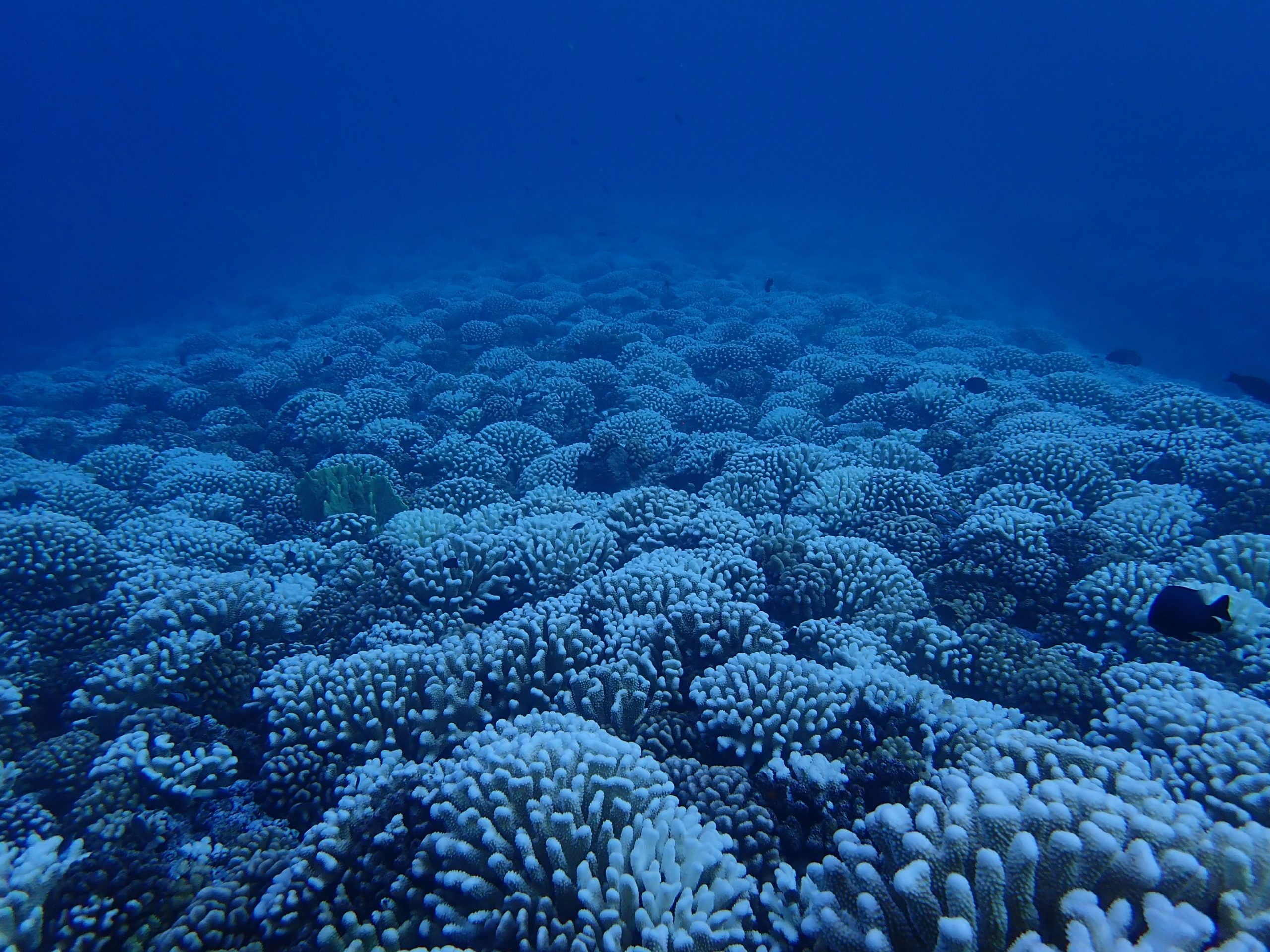 Coral reef recruitment on the Great Barrier Reef affected by global warming