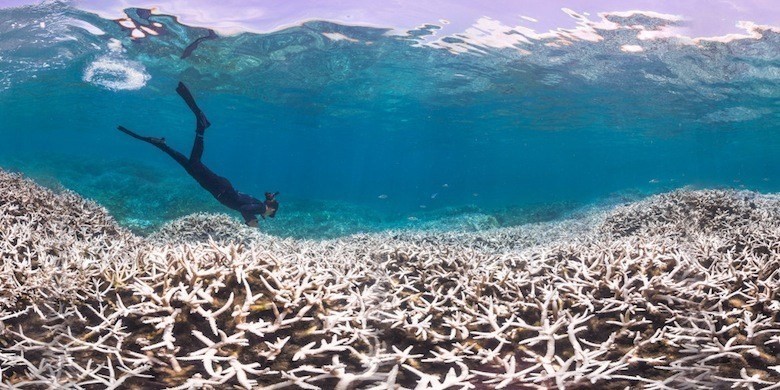 Le changement climatique vécu par les coraux