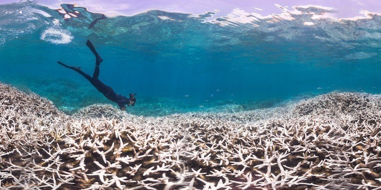 Climate change as experienced by corals