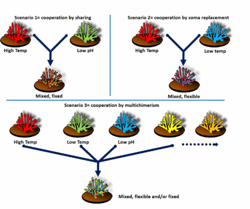 The evolutionary survival of coral reefs