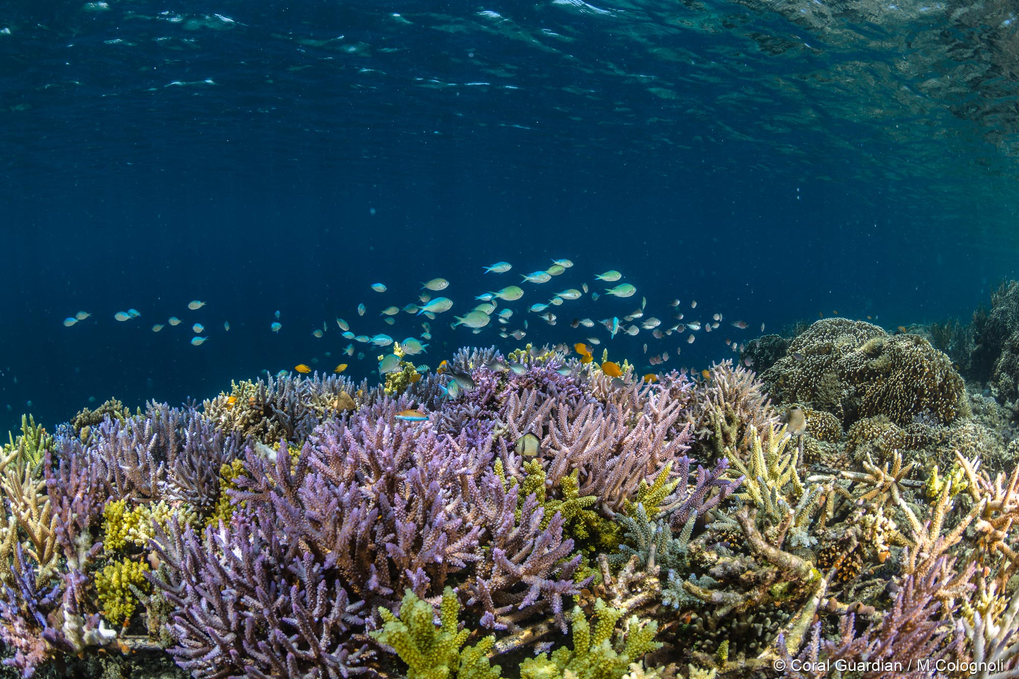 Restored coral reef - Coral Guardian