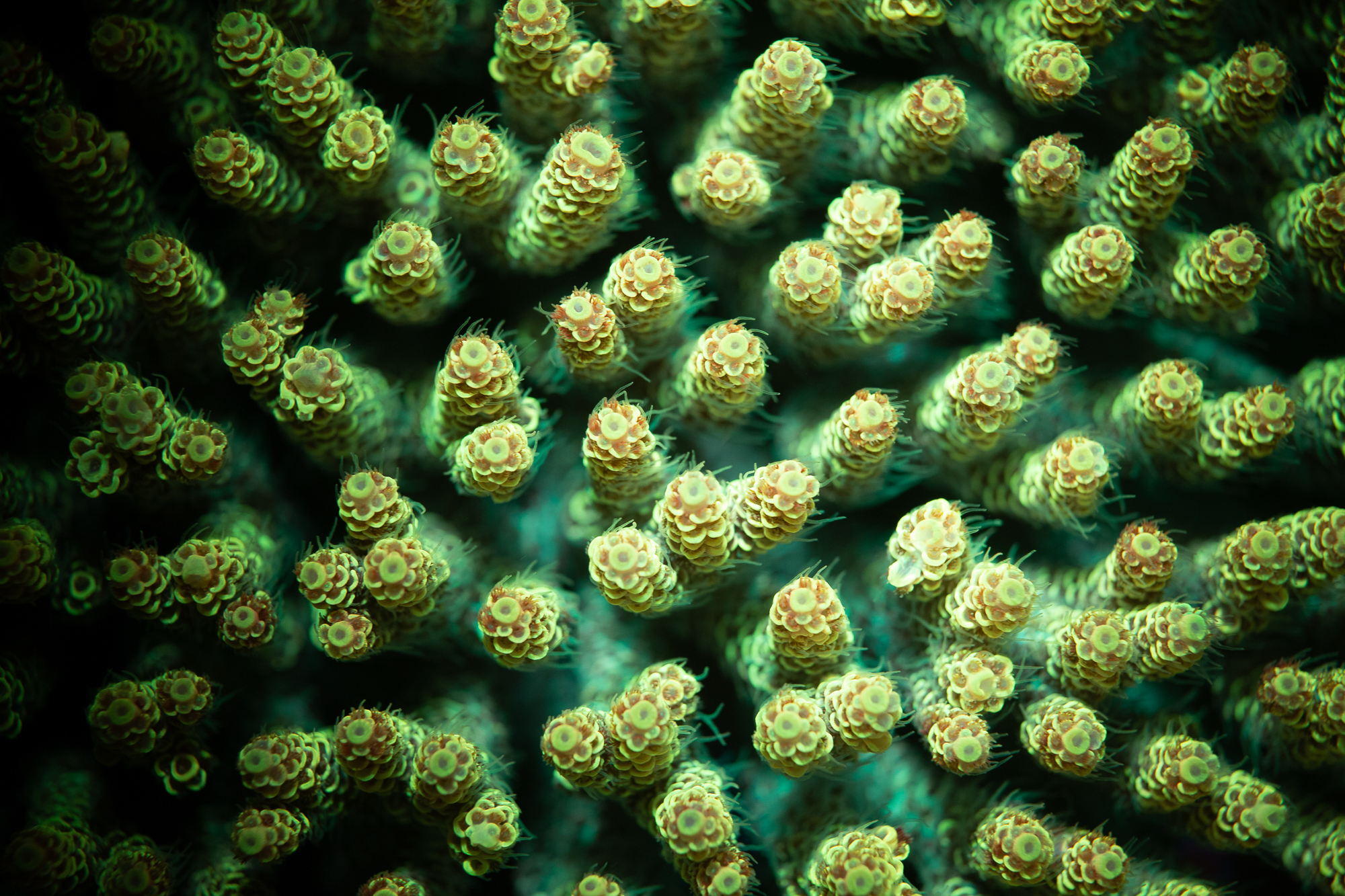 The feeding habits of reef-building coral Mussismilia hispida