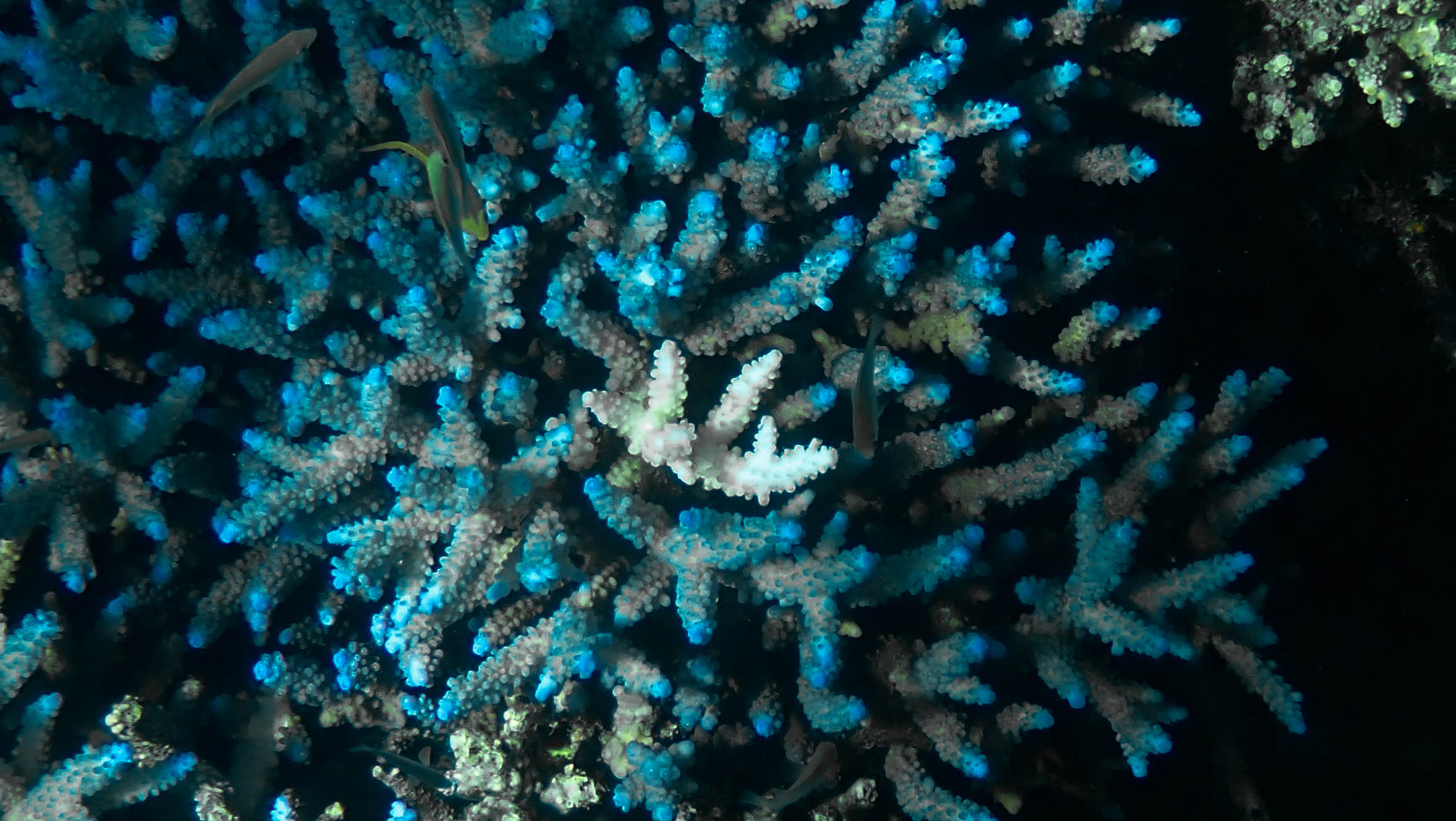 The resilience of some coral reefs to global warming