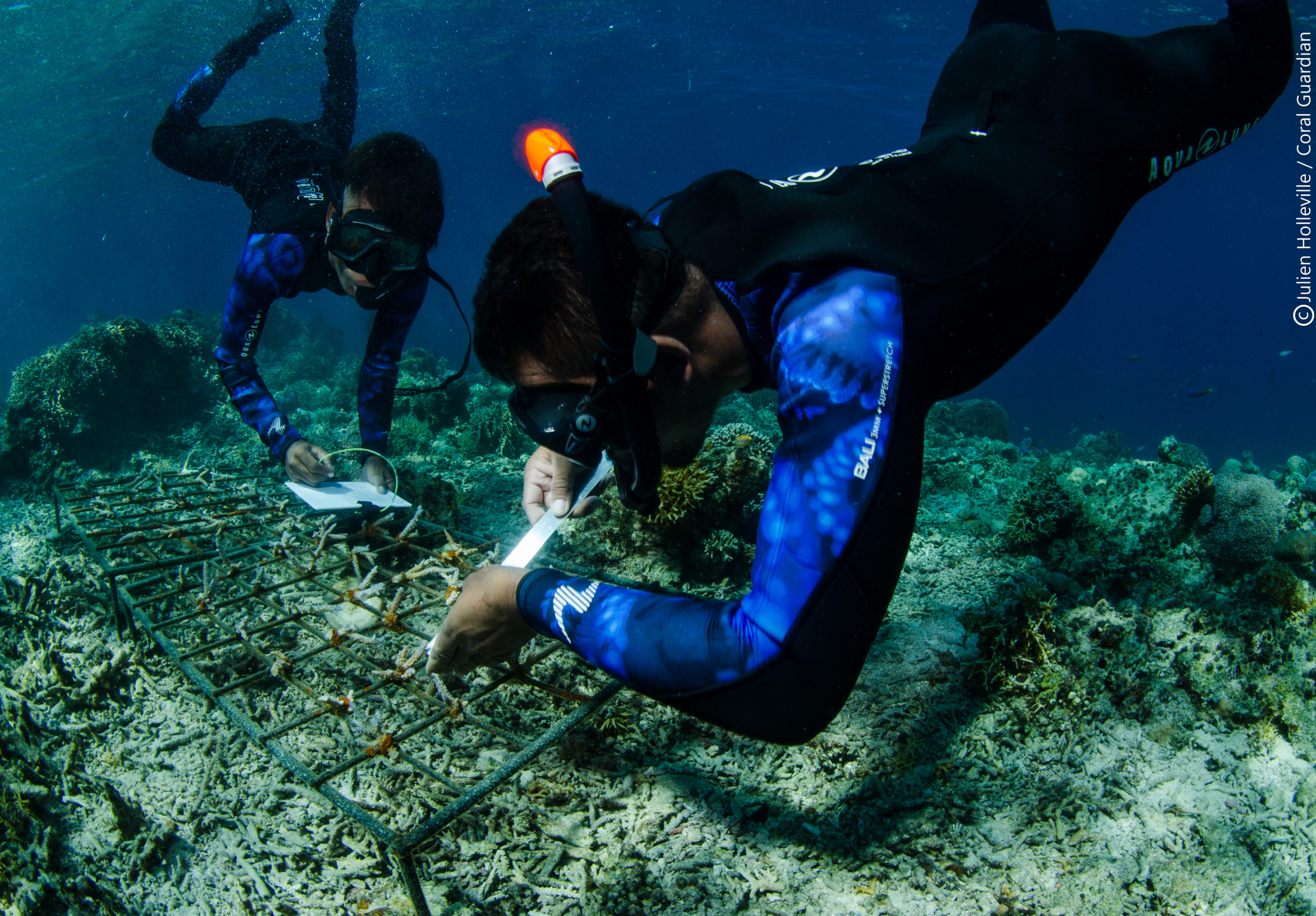 Coral restoration - Coral Guardian