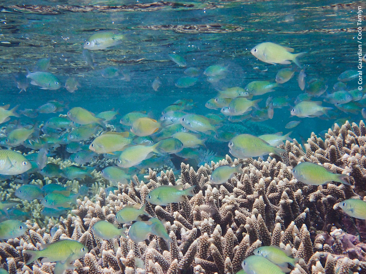 La nature au temps du COVID-19 : pollution sonore et récifs coralliens