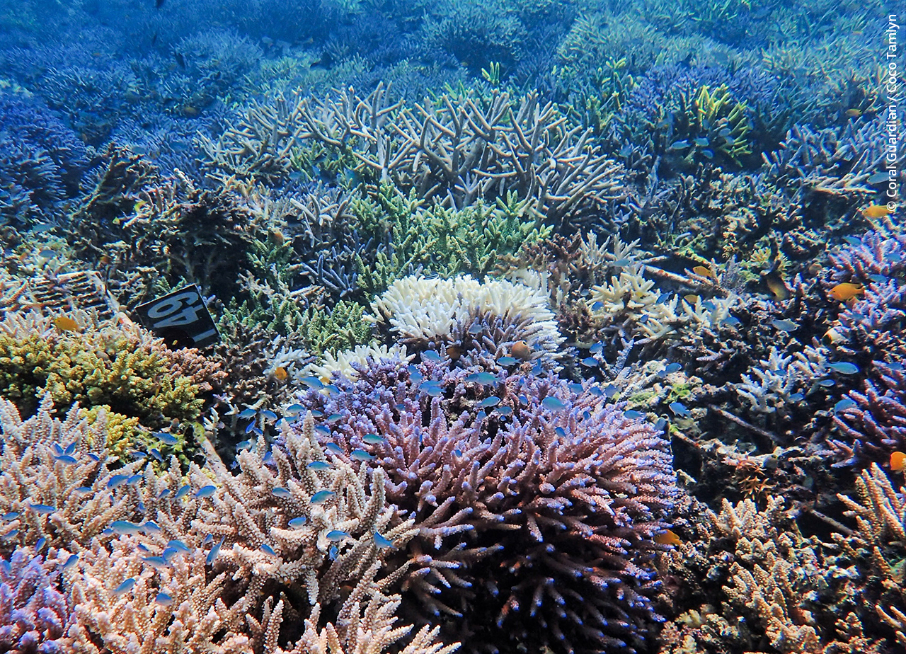 Bleaching of coral reefs : death sentence or scope for adaptation?