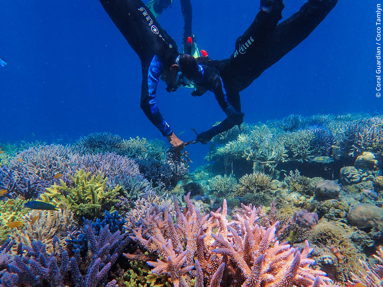Thoughts behind coral reef conservation