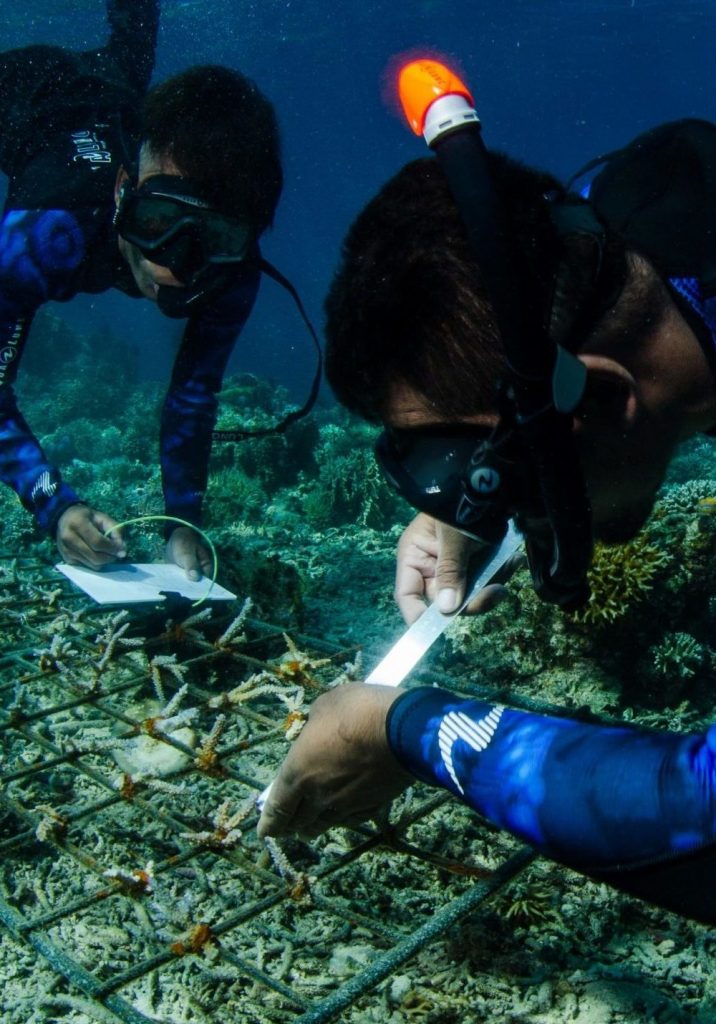 Coral restoration - Coral Guardian