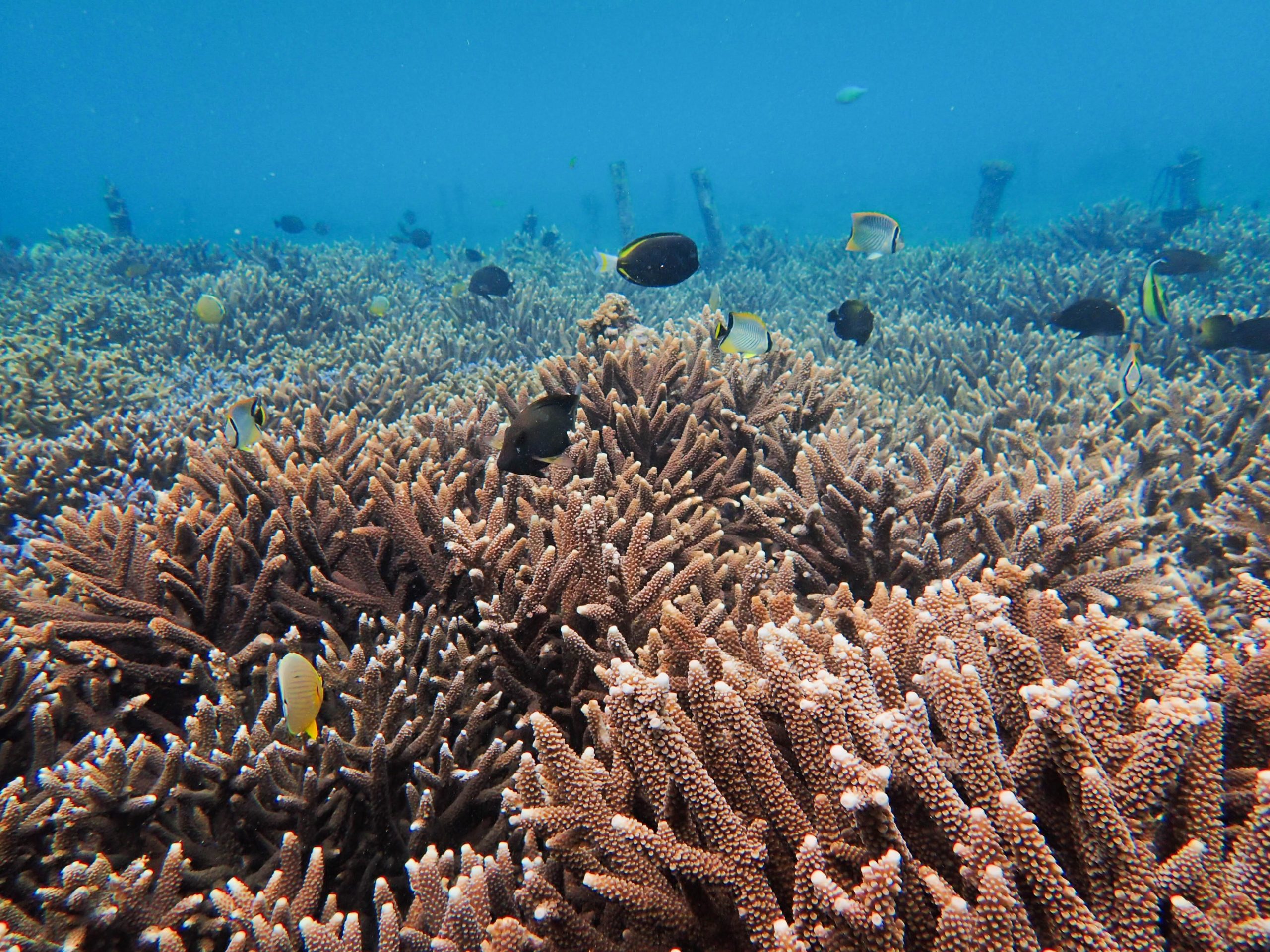 restored reef - Coral Guardian