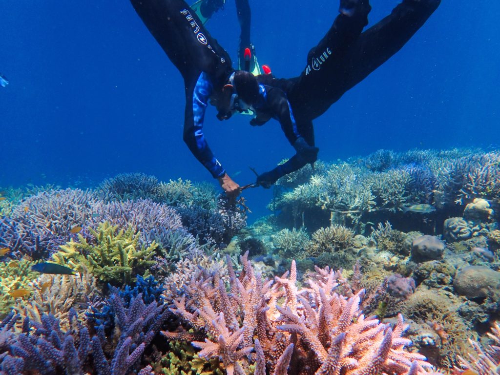 restored reef - Coral Guardian