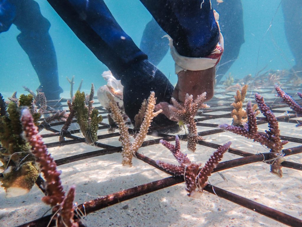 Coral restoration - Coral Guardian