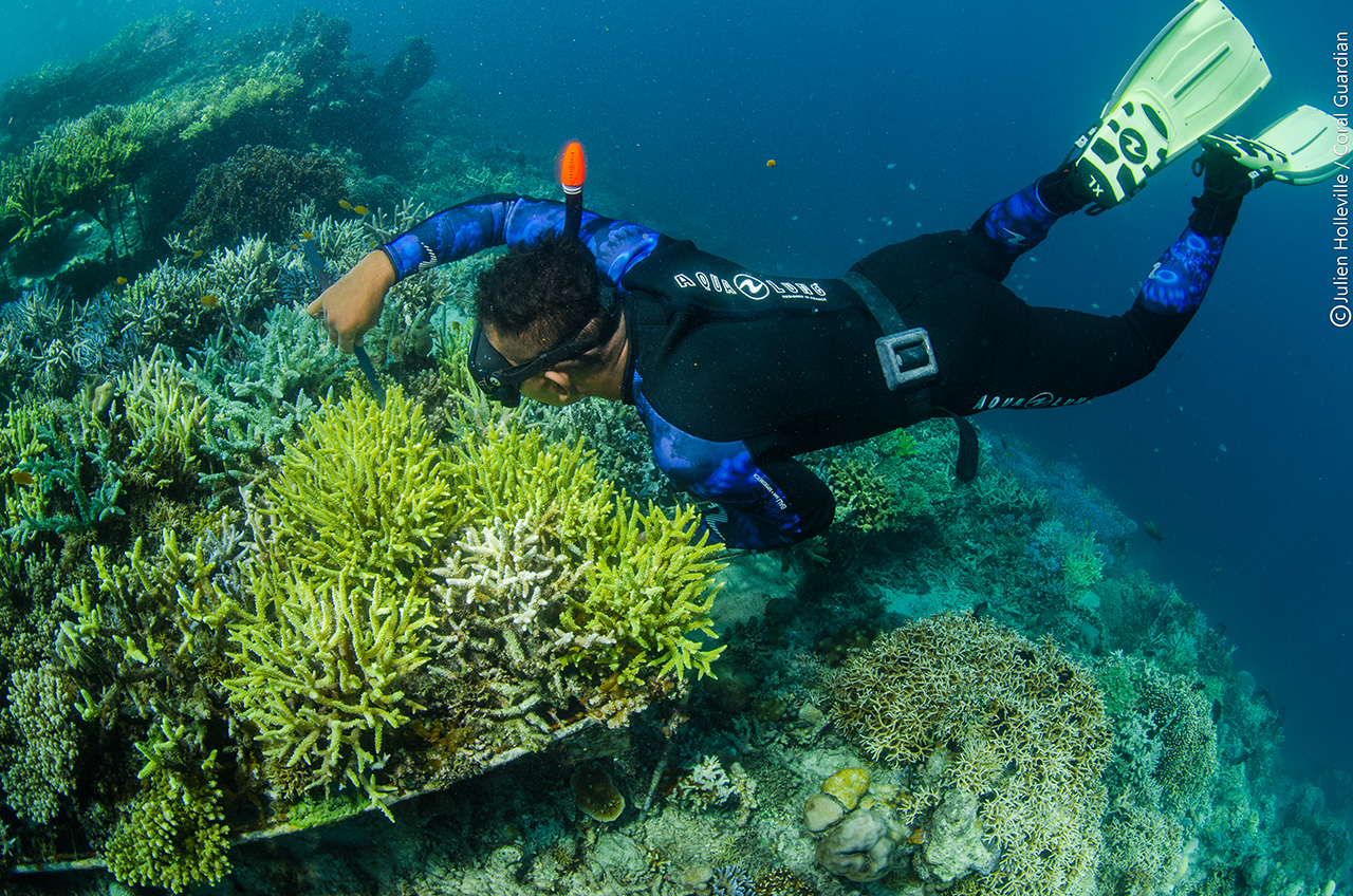 Coral restoration - Coral Guardian