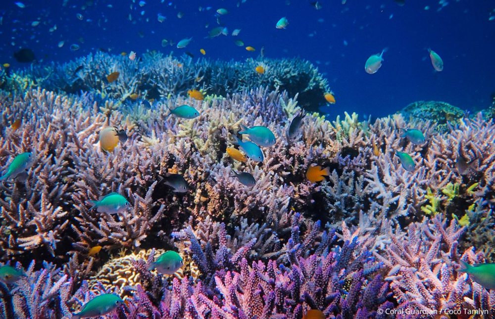 La symphonie sous-marine comme marqueur d’une bonne santé