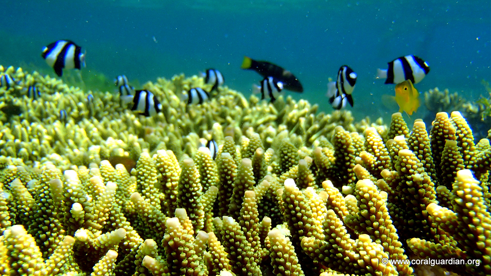 restored reef - Coral Guardian