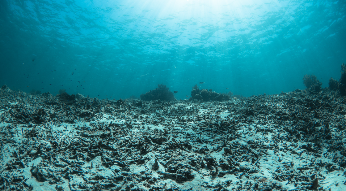 Destroyed reef - Coral Guardian