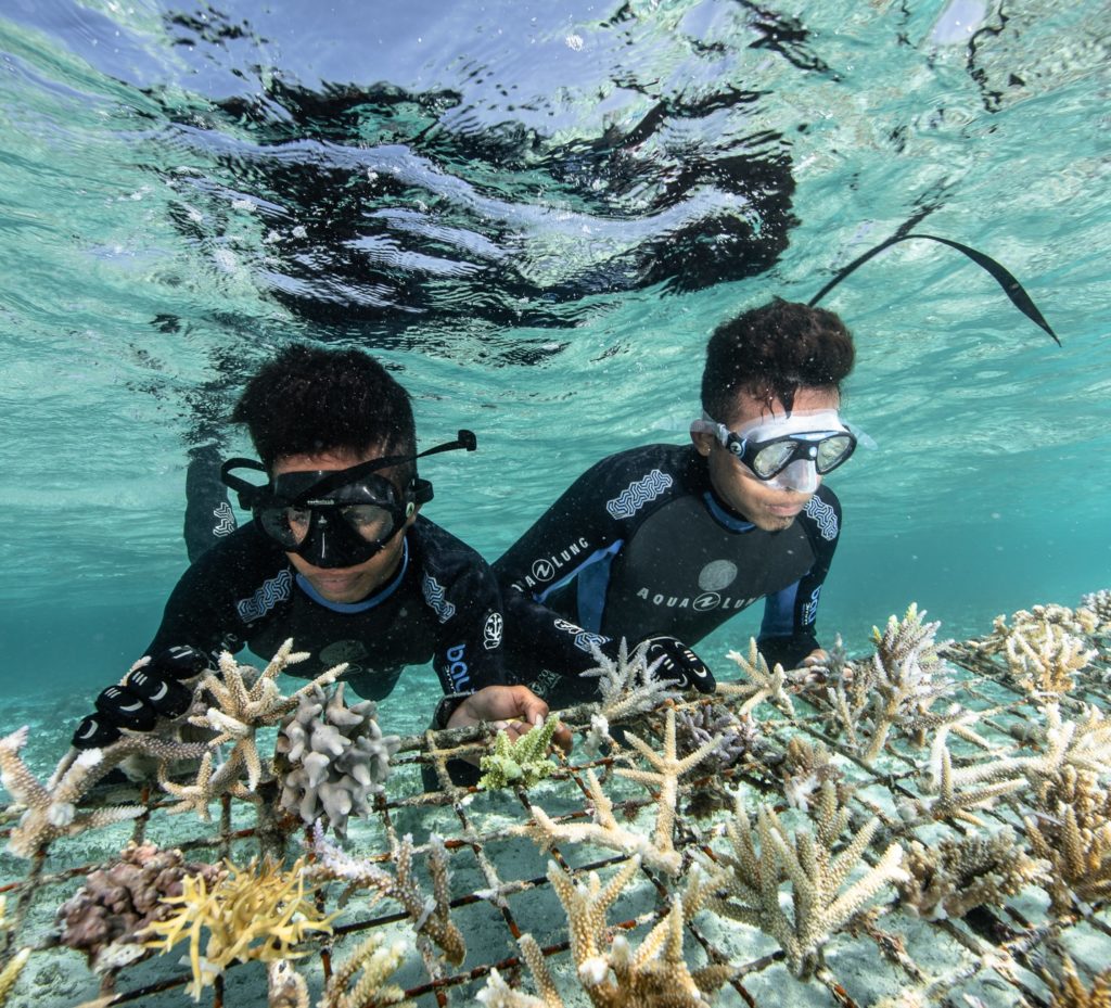 coral transplantation - Coral Guardian