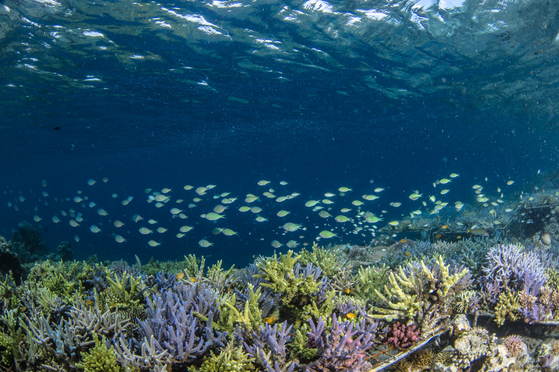L’année 2015 : l’année de tous les défis pour Coral Guardian