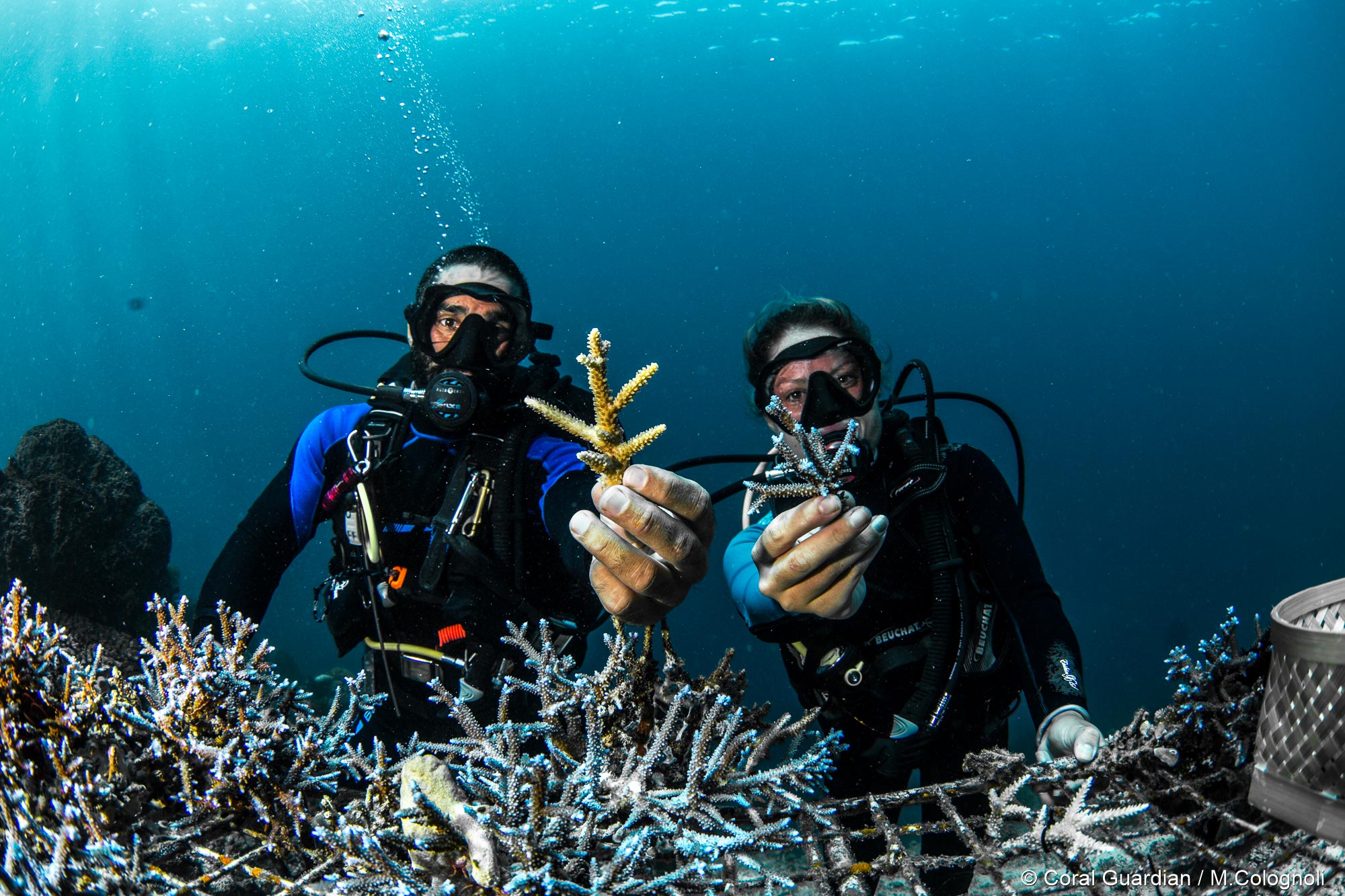 Plongée sous-marine Coral Guardian durable et responsable avec