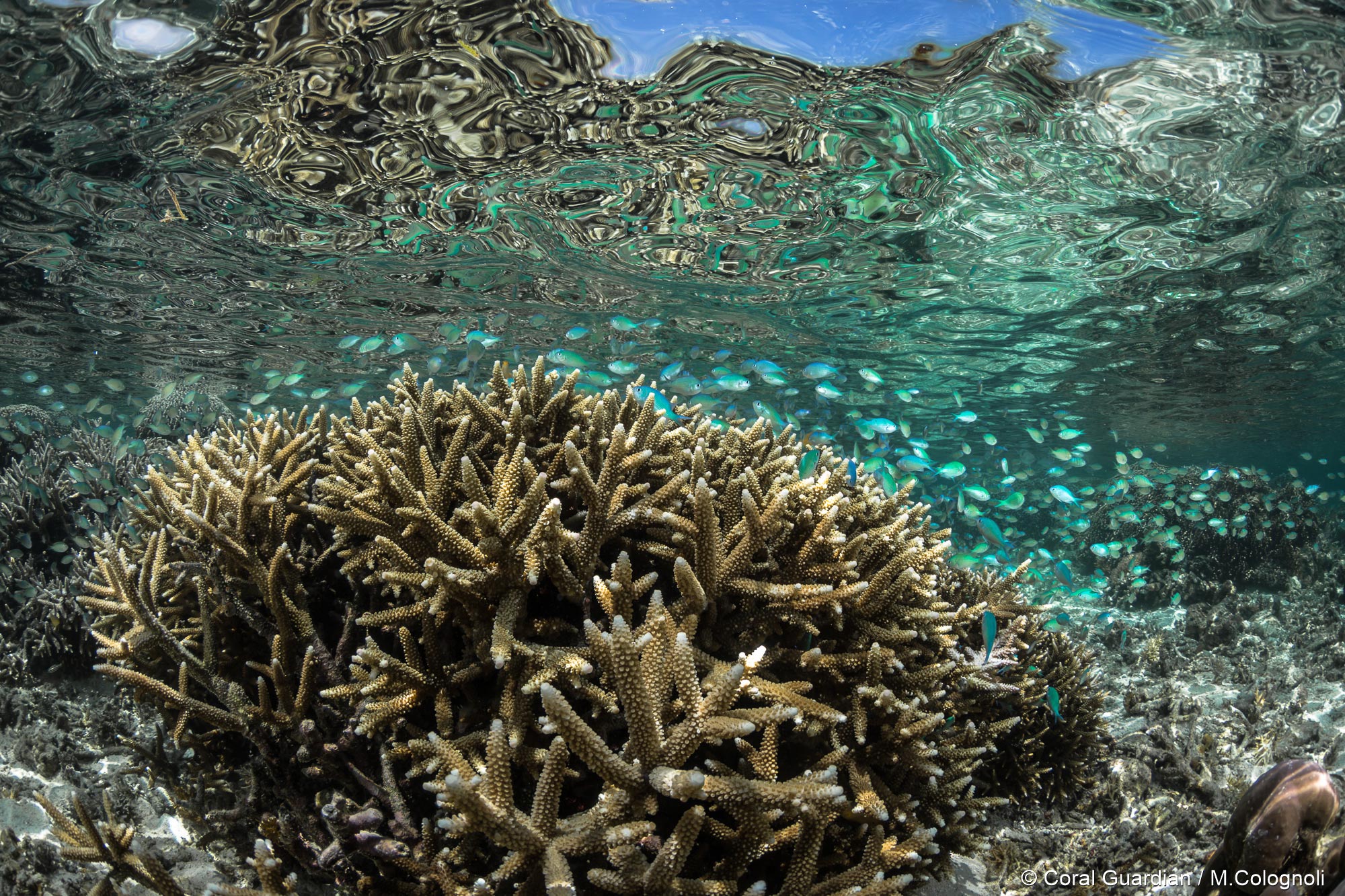 Do corals store carbon?