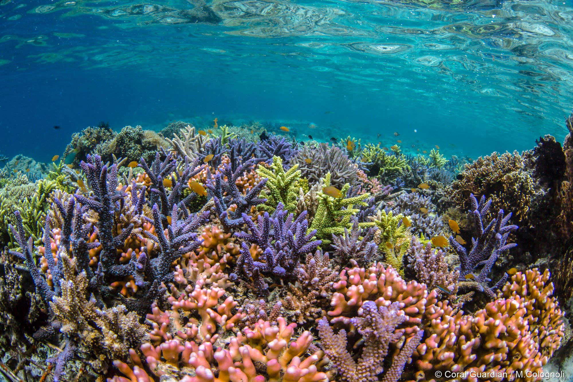 Reef - Coral Guardian