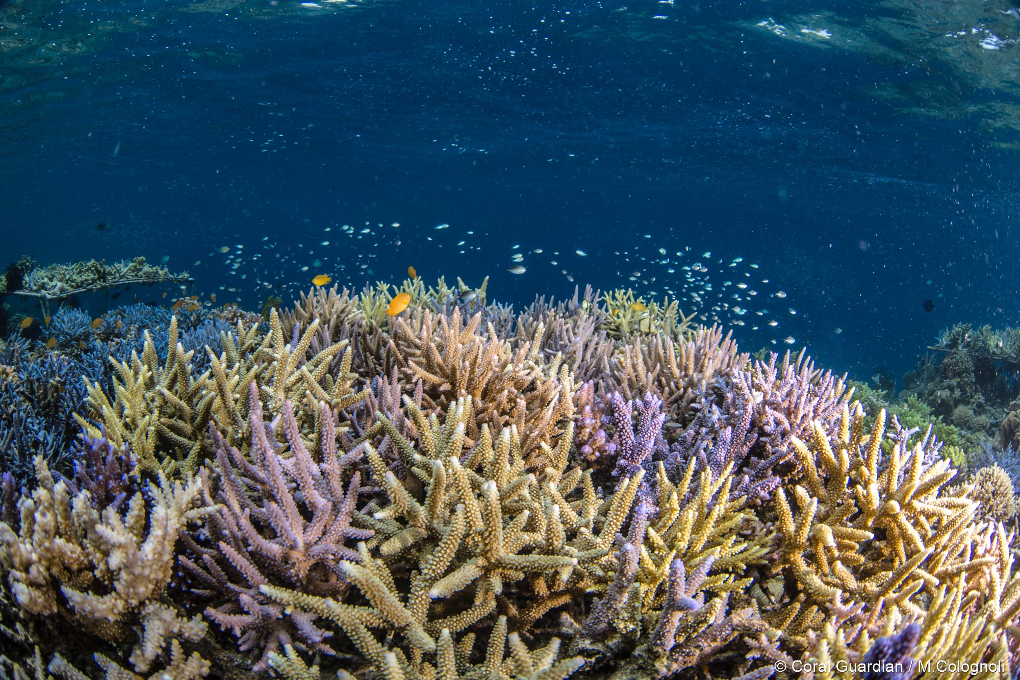 The importance of protecting coral reefs | Coral Guardian