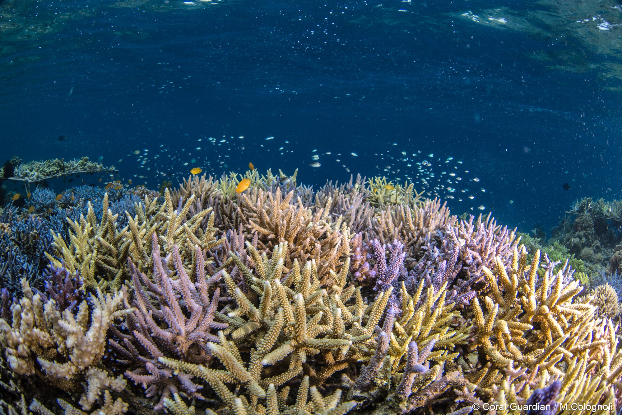 importance of coral reefs research paper