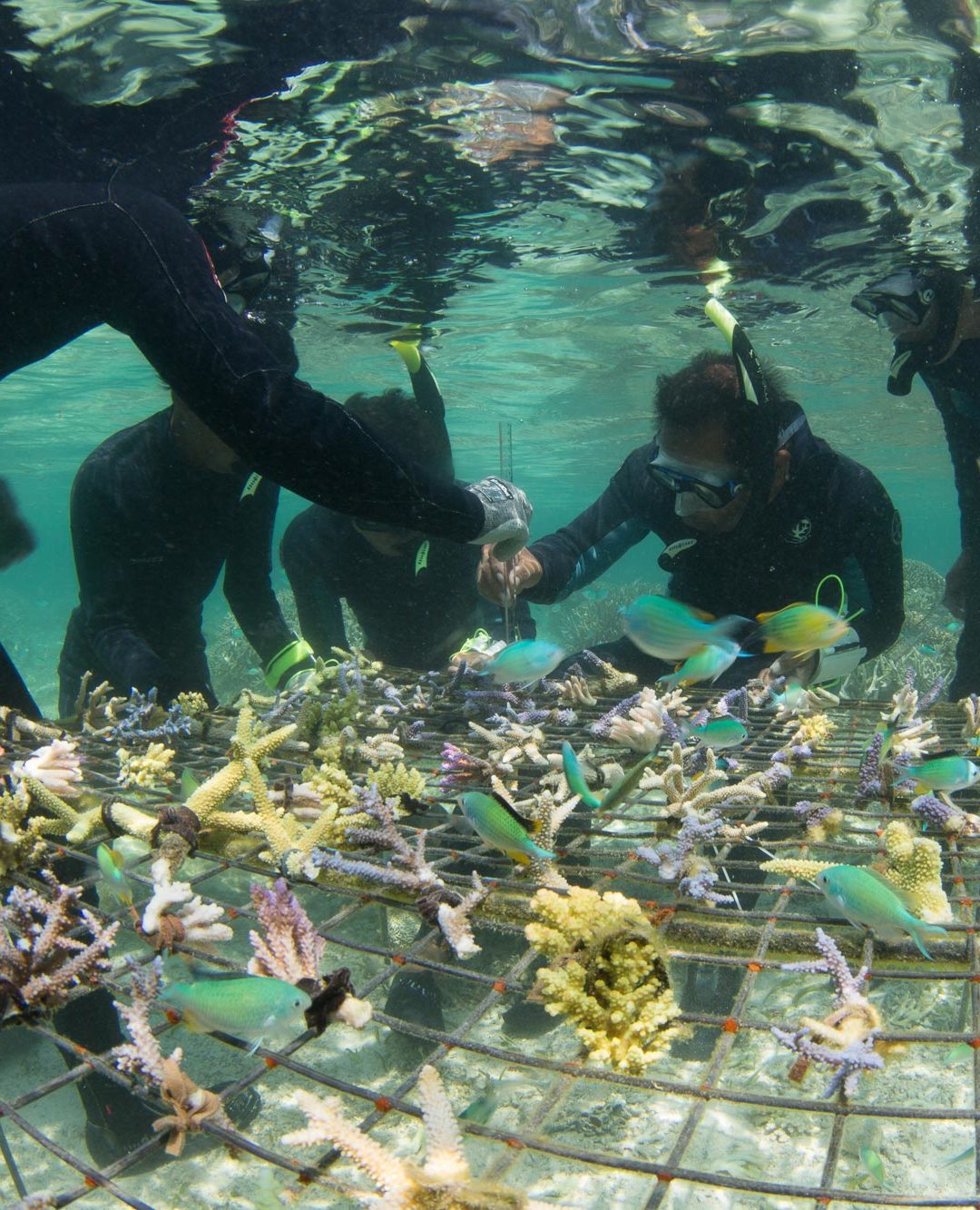 Coral restoration - Coral Guardian