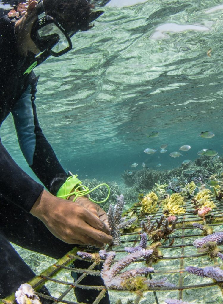 Coral restoration - Coral Guardian