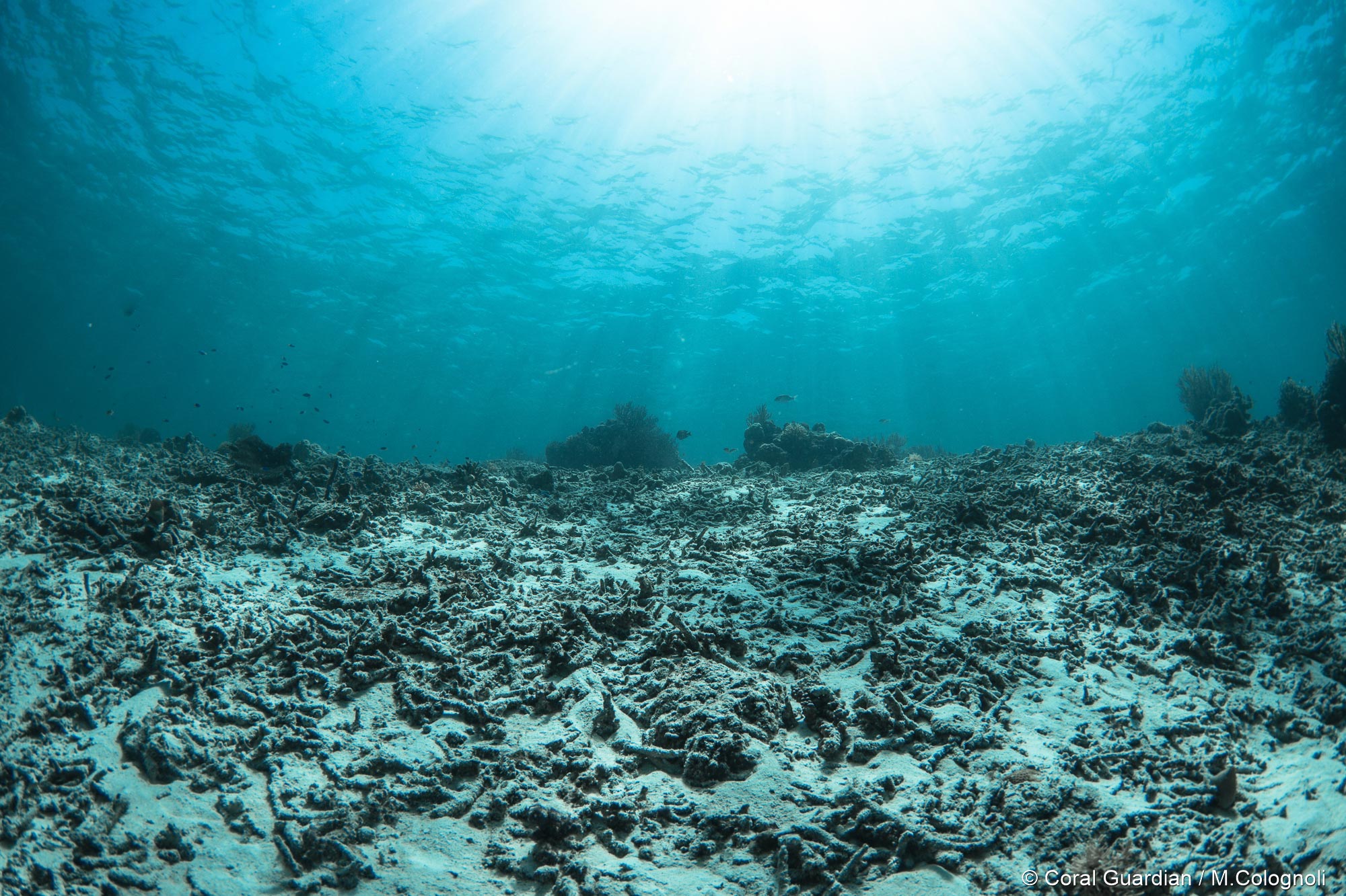 Destroyed reef - Coral Guardian