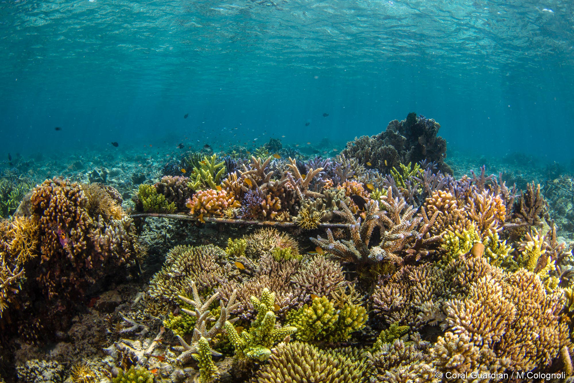 Reef - Coral Guardian