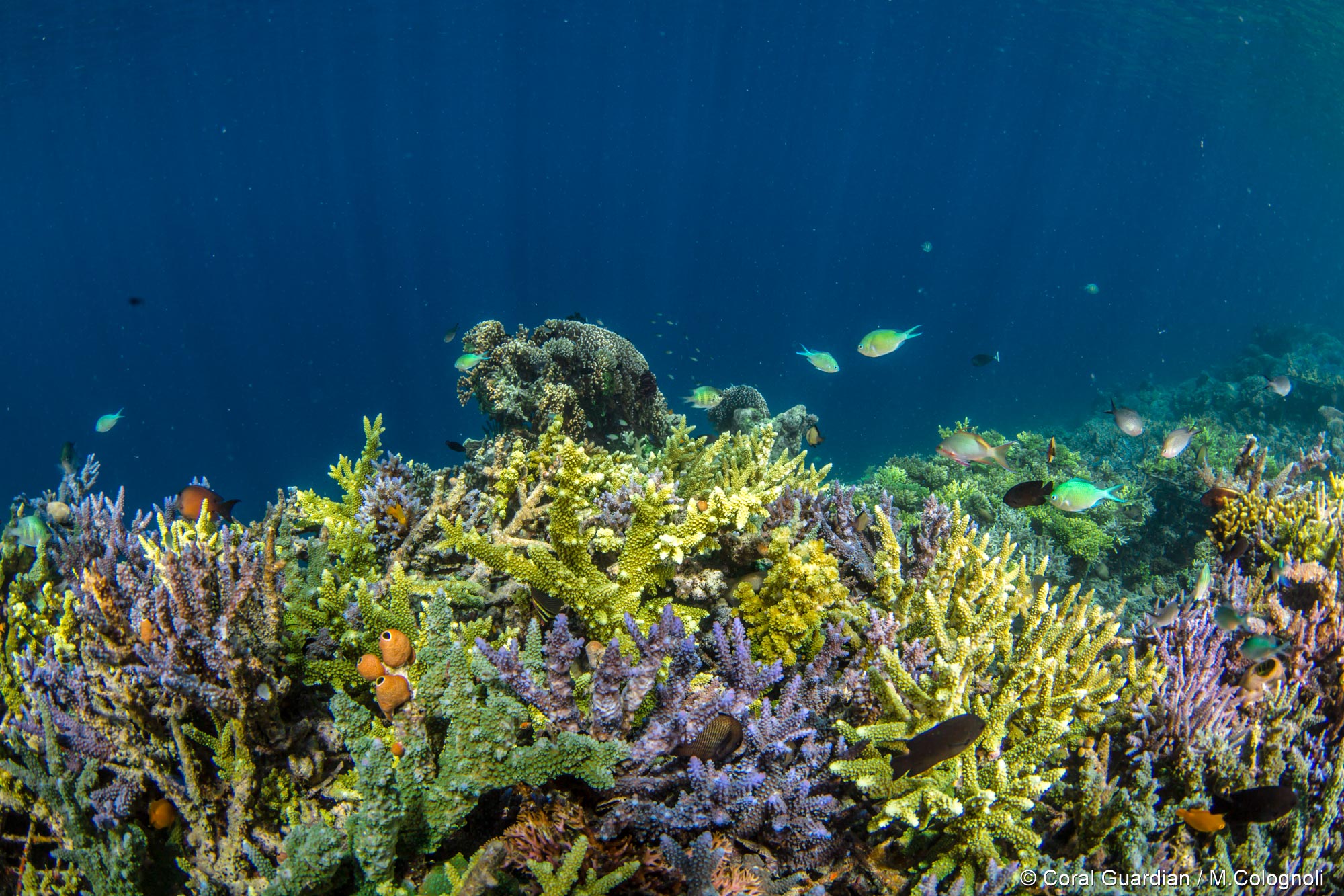 Coral reef - Coral Guardian