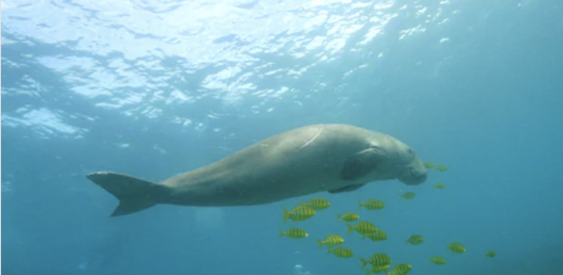 dugong