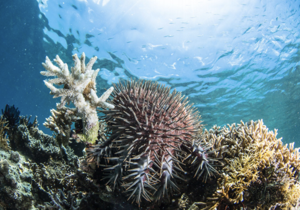 Acanthaster planci