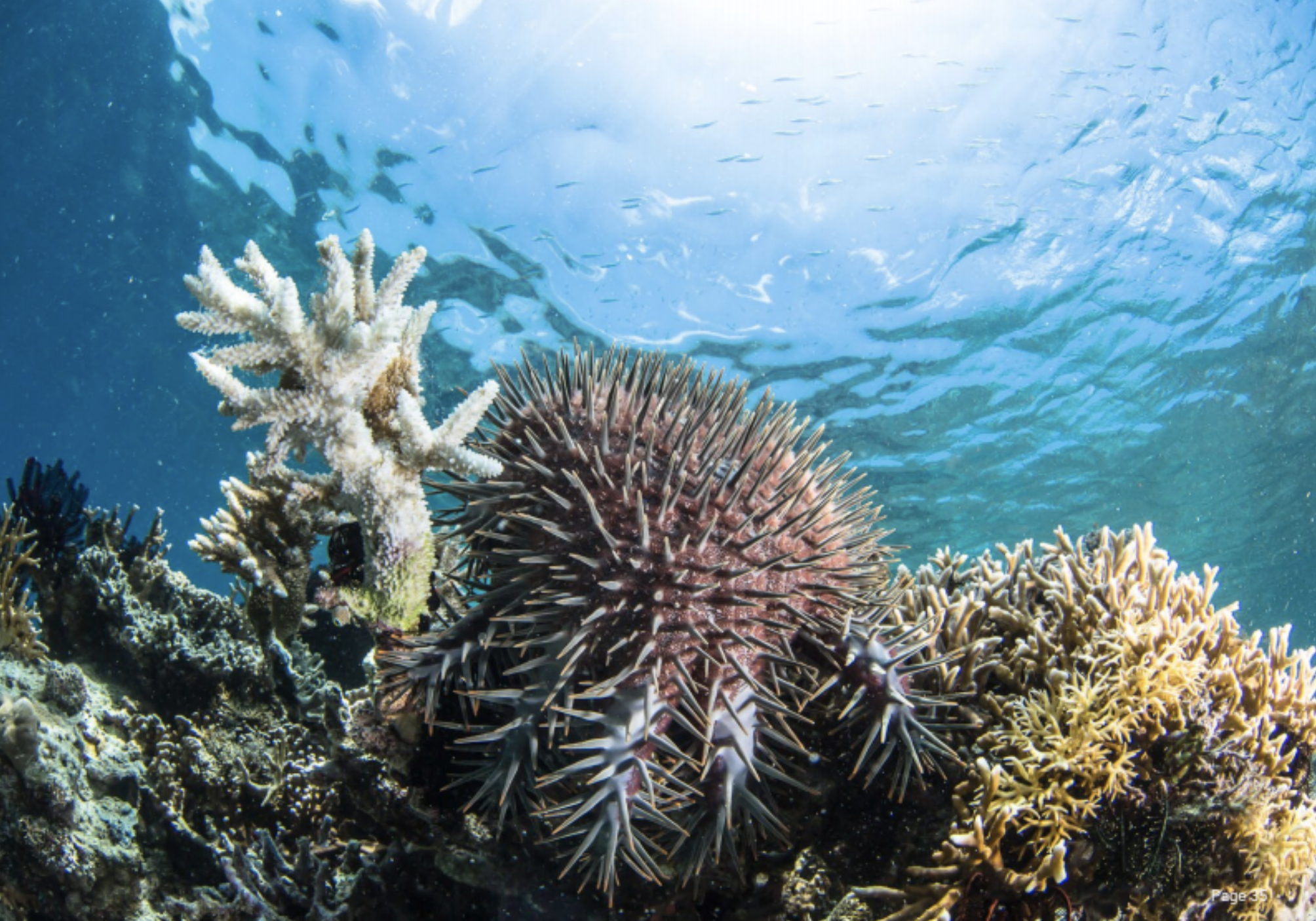 Les corallivores, des prédateurs au sein des récifs coralliens