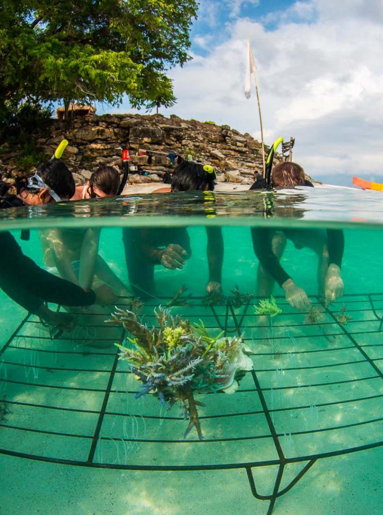 Coral transplantation - Coral Guardian