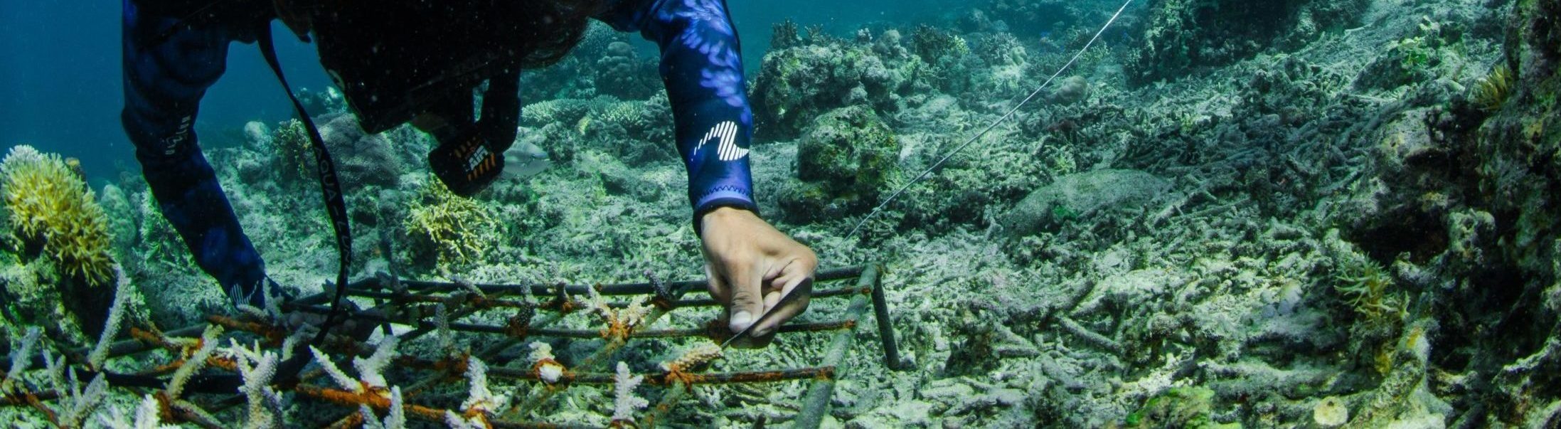 coral monitoring